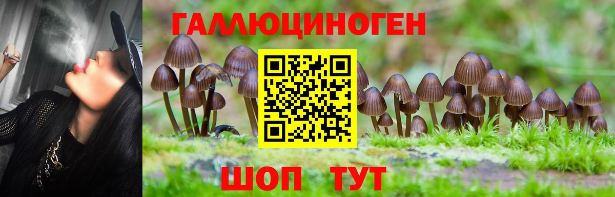 Бердск  Псилоцибиновые грибы Magic Shrooms  Псилоцибиновые грибы Cubensis  Вход с VPN 